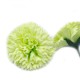 Craft Soap Flowers - Carnations - Lime